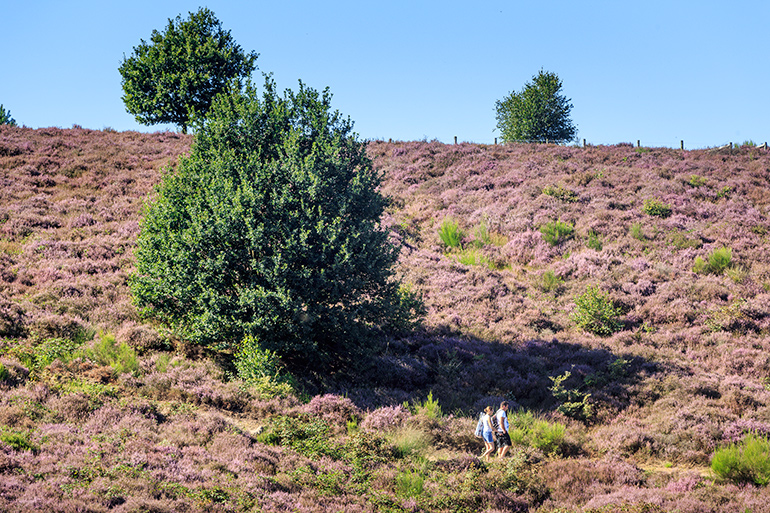 Wandelen op de Veluwezoom